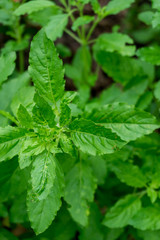 Basil leaves in the herb garden, Thai herb