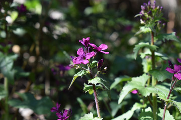 Silberblatt, Lunaria, tief purpurne Bl&uuml;te