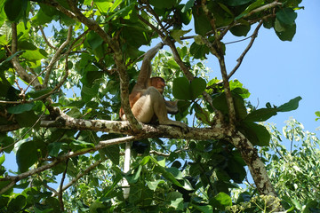 Nasenaffe im Bako Nationalpark, Sarawak, Borneo, Malaysia