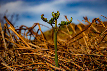 Young Bracken Fern emerging in spring.