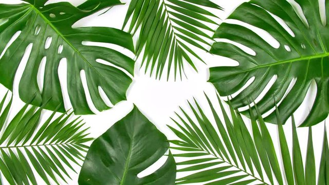 Closeup the motion of tropical palm leaves Monstera and shadow on white wall background with copy space.