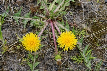 two yellow wild dandelion flowers with green leaves on the ground in nature