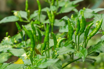 Thai chili, the main spicy ingredient of Thai food