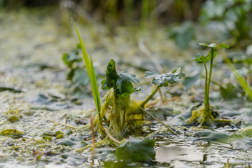 Natur M&uuml;nsterland Outdoor