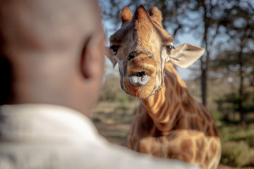 Rothchild's Giraffe being fed
