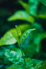 Green plant in garden and blur background, flash condition