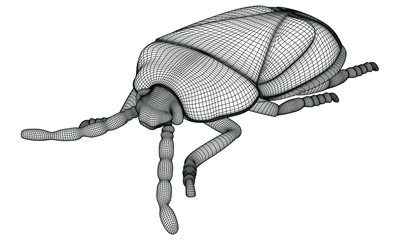 Vector illustration of a geometric polygonal harlequin bug. Abstract linear insect.