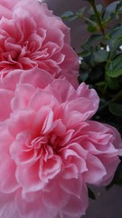 rose.sweet sweet memory.