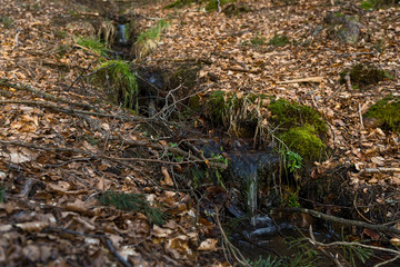 Schwarzwald Wald Baden-Württemberg Natur