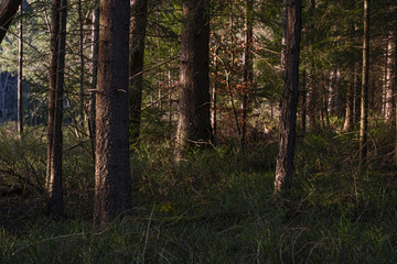 Fototapeta premium Schwarzwald Wald Baden-Württemberg Natur