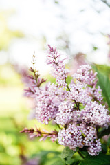 Spring blooming lilac tree flowers. Spring lilac blossom view. Selective focus, blue lilac flowers close-up on blurred background with sun light. Bouquet of purple flowers.