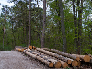 Wooden logs laying on a side of the forest road.