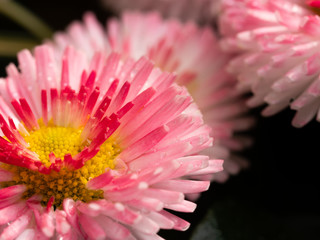 Delicate pink flower close up