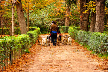 Three women lead on a leash a pack of dogs along the yellow path of the autumn park