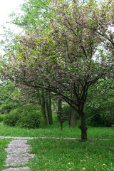 Fototapeta premium Plants in the spring garden