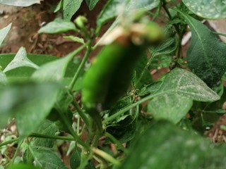 Chilli Plant