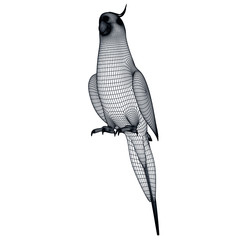 Fototapeta premium Australian Cockatiel parrot polygonal lines illustration. Abstract vector parrot on the white background