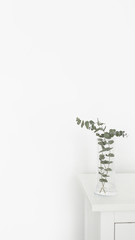 White wall and a green plant with Place for text