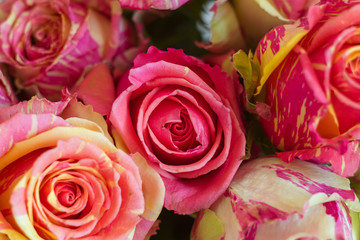 A close up of a flower. High quality photo. Two-tone roses, pink and yellow roses. Macro.