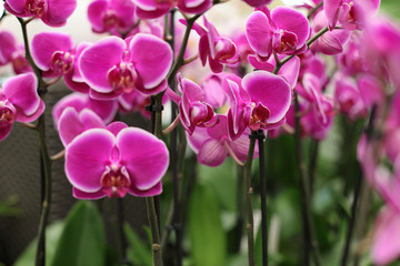 Fototapeta na wymiar Close-up of a lot of pink orchids on a blurry background, selective focus.