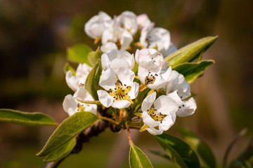 Blossoms of a Pear Tree in Spring