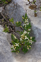 dafne spatolata (Daphne oleoides),arbusto fiorito tra le rocce