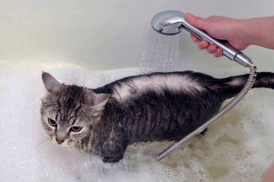 Cropped Image Of Hand Giving Bath To Cat In Bathtub