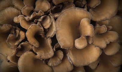 Top view of a bunch of japanese mushrooms. Maitake and Shiitake. 