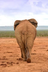  African elephant bull from behind walking away