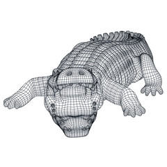 Crocodile polygonal lines illustration. Abstract vector crocodile on the white background