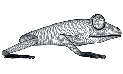 Frog polygonal lines illustration. Abstract vector frog on the white background