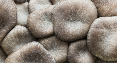 Top view of a bunch of japanese mushrooms. Shiitake.
