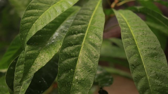 fresh water drop raining on custard apple green leaf scene
