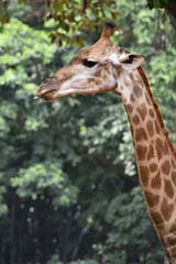 Naklejka na ściany i meble Close up of cute Giraffe