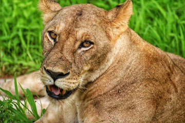 portrait of a lioness