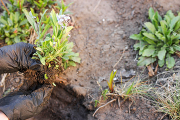 Hands in black gloves plants flowers in the garden, in a flower bed close-up