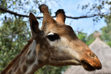 Naklejka premium Close up of cute Giraffe