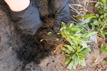 Hands in black gloves plants flowers in the garden, in a flower bed close-up