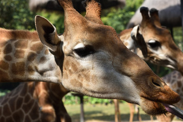 Close up of cute Giraffe