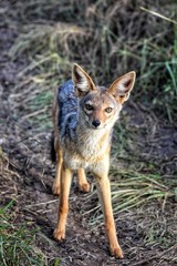 jackal in dirt road