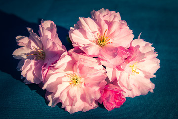 Blossoms of a Japanese Cherry Tree - Sakura Tree