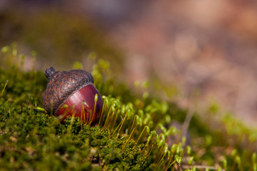 acorn lies on autumn moss © Oleksandr Filatov