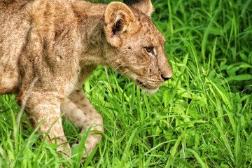 lion cub in the grass