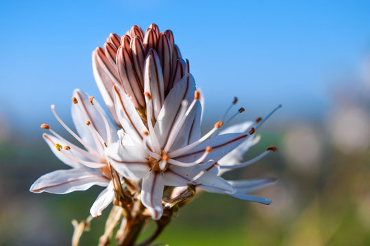 asphodel