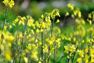 Flowering chinese kale plants in growth at vegetable garden