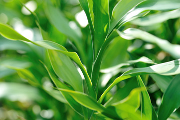 Fototapeta na wymiar Dracaena braunii or lucky bamboo green foliage,also known as Dracaena sanderiana in high definition.