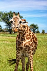 giraffe eating grass