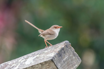 Female or Juvenile Superb Fairy-wren