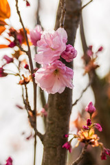 Obraz premium Branch of Prunus Kanzan cherry with pink double flowers and red leaves, close up.