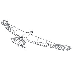 Eagle polygonal lines illustration. Abstract vector eagle on the white background